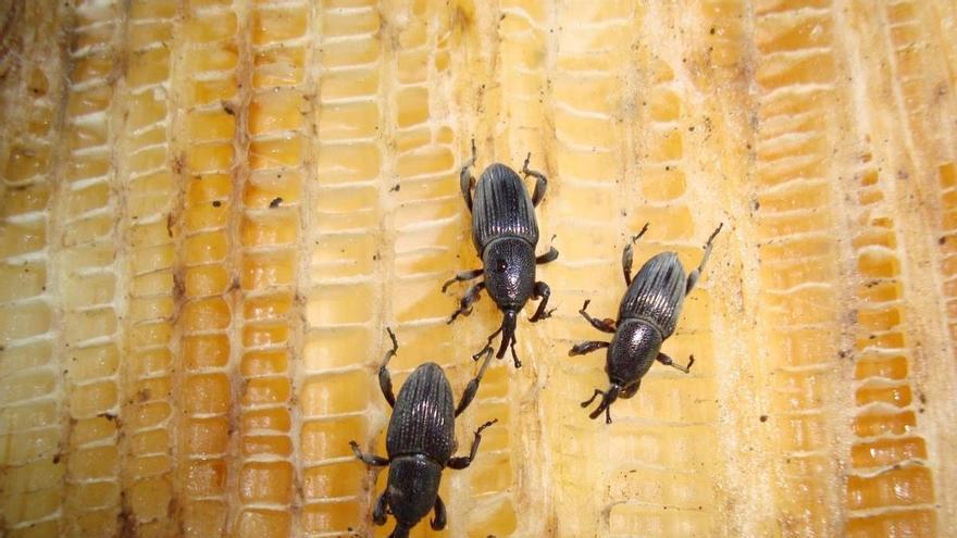 Las plagas que nos comen y acaban con las cosechas de la agricultura en Canarias