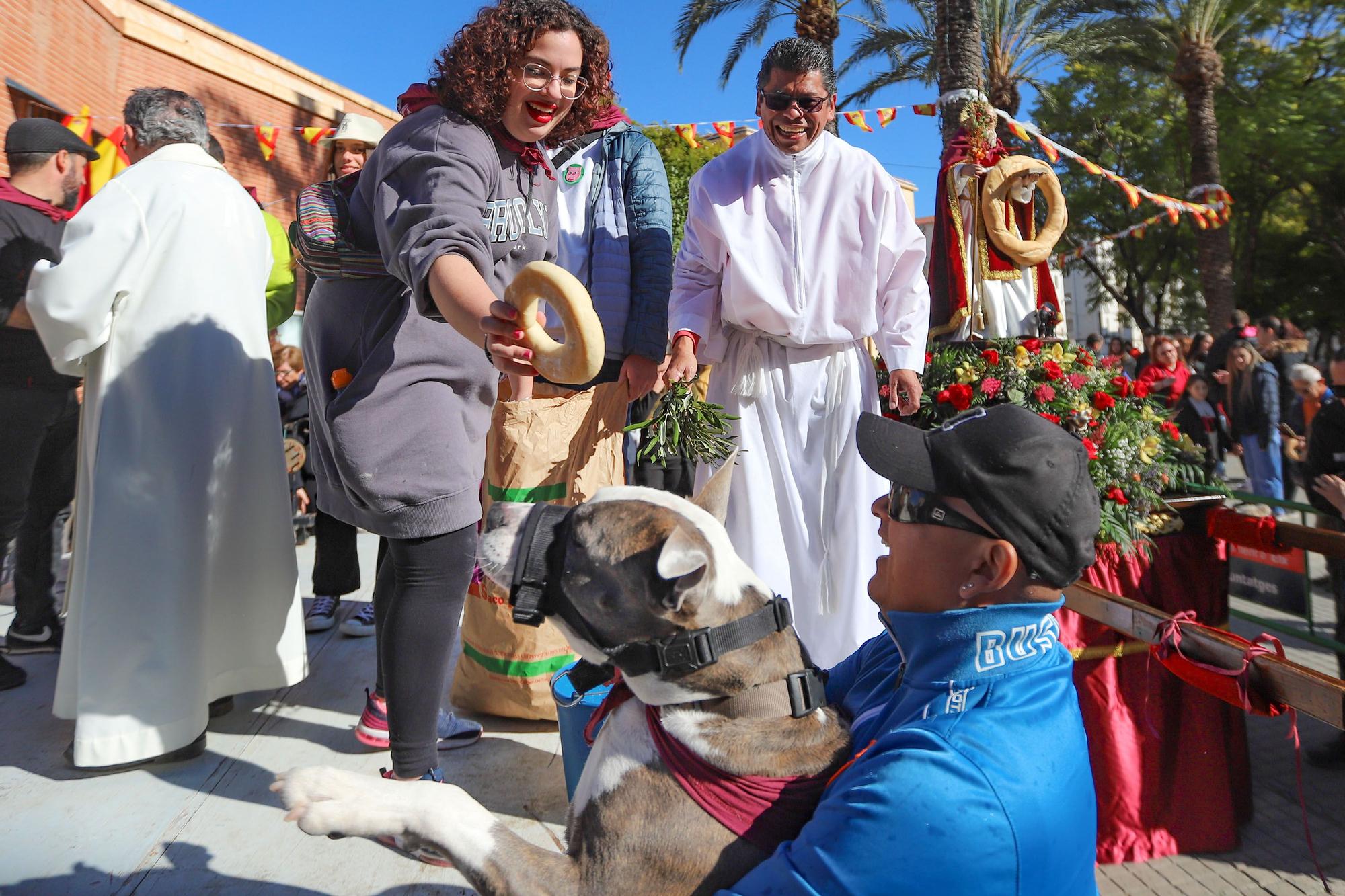 Romería y Bendición de animales en San Antón de Elche