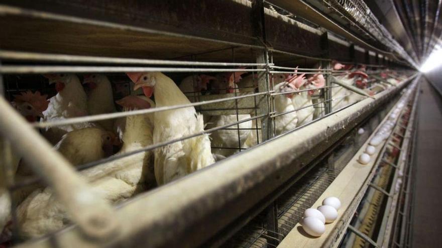 Colorado informa de cinco casos humanos de gripe aviar H5N1 altamente patógena