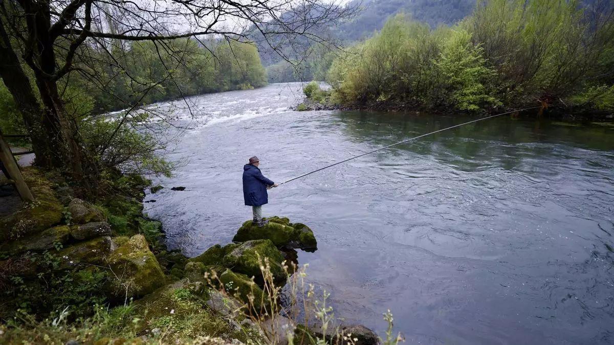 Un pescador de salmón en el río Narcea, en Asturias