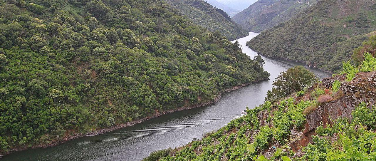 Un tramo del río Sil en la Ribeira Sacra, a su paso por la provincia de Ourense.   | // I. OSORIO