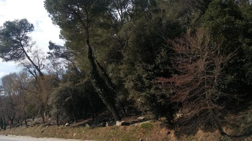 Tallaran dos matins l&#039;avinguda de França de Girona per talar arbres