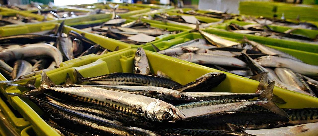 Cajas de xarda descargadas en la rula de Avilés, a la espera de su transporte a los puntos de venta. | Ricardo Solís