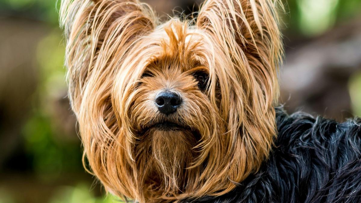 Yorkshire terrier.