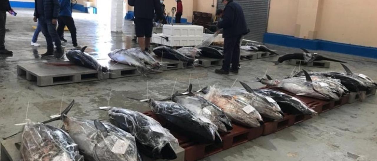 El atún rojo tras llegar a puerto