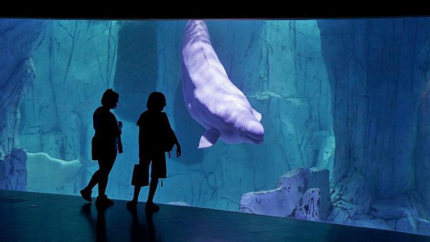 Las belugas son uno de los grandes atractivos del acuario. | J. M. LÓPEZ