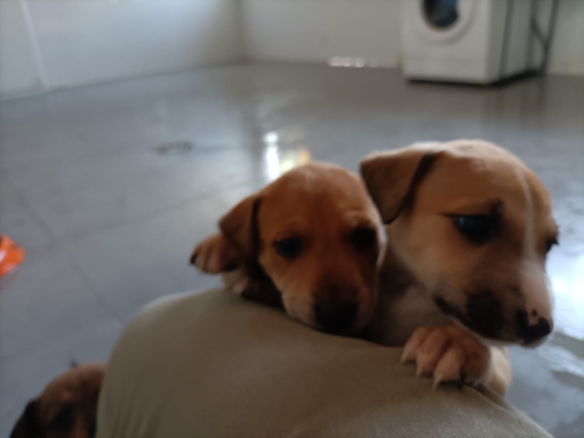 Abandonan a diez cachorros a la intemperie frente a la protectora de animales de Xàtiva