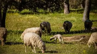 Detenido por estafar 60.000 euros en la compra de ovejas y otras transacciones en el norte de Córdoba
