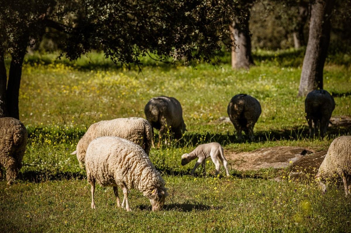 Ovejas de una explotación en extensivo de Los Pedroches.