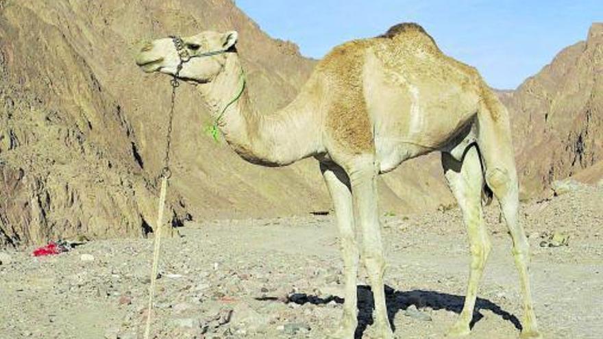 Ejemplar de camello canario en la isla de Fuerteventura. ED
