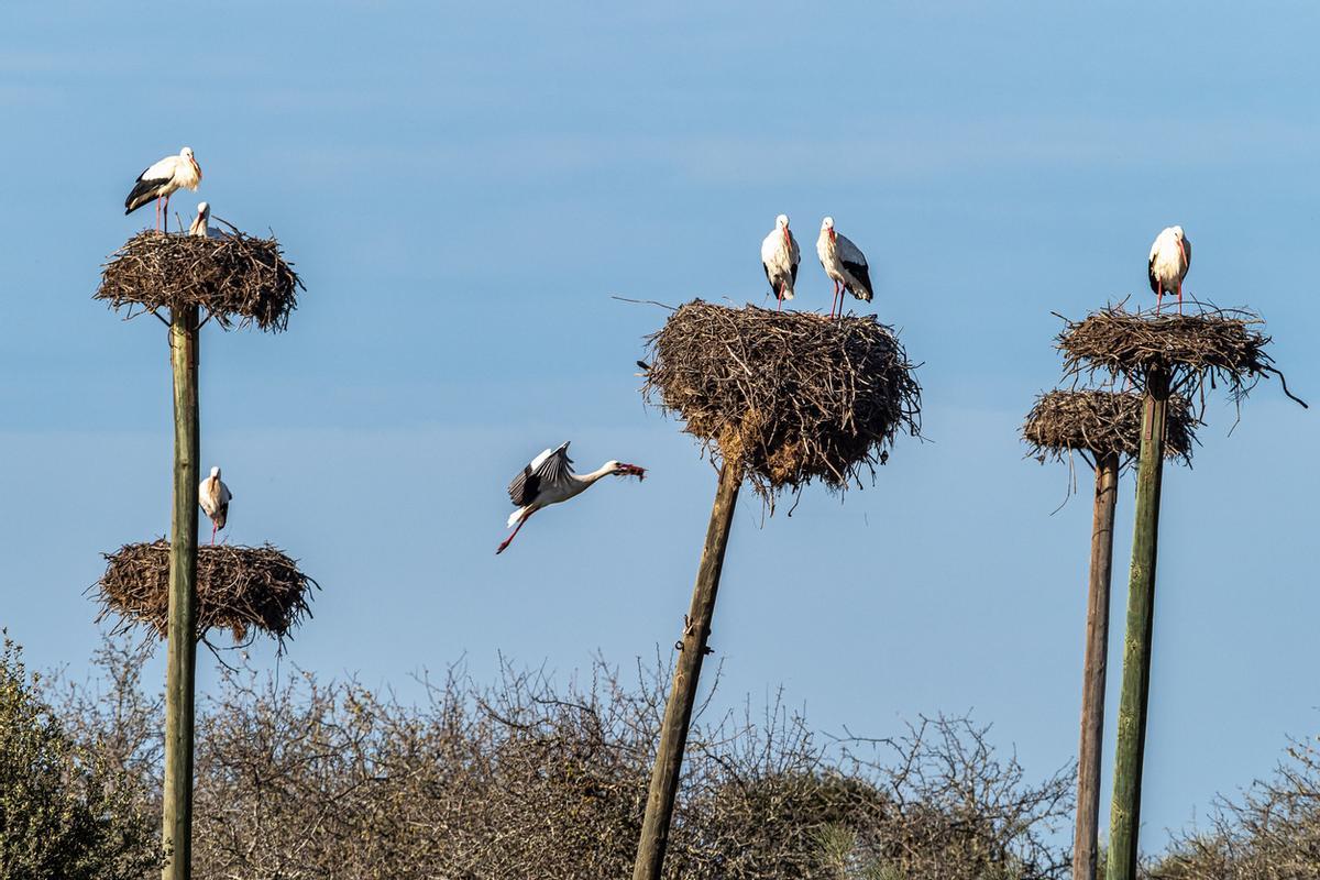 La colonia de cigüeña de Los Barruecos