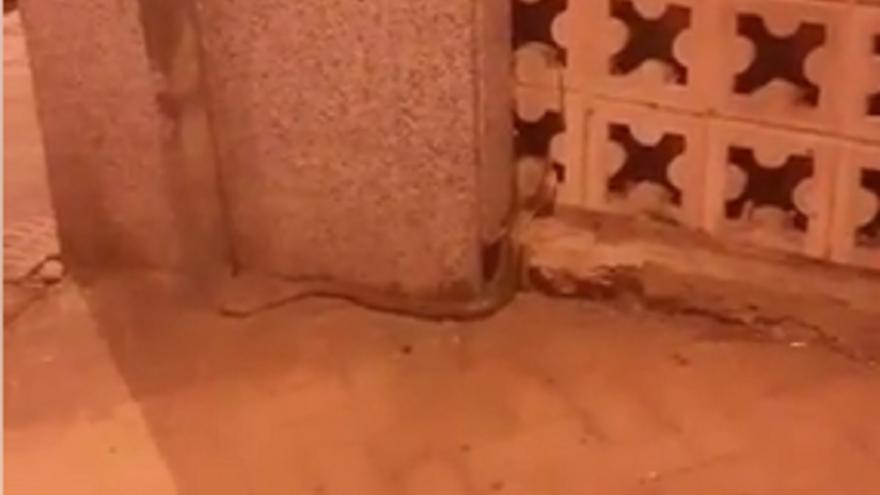 VÍDEO | El reptil de casi un metro que se pasea de noche por esta calle de Zamora