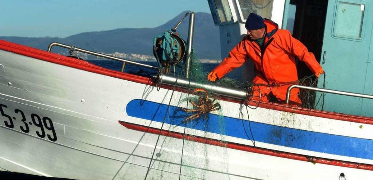 El precio del centollo se dispara en las lonjas arousanas debido a la gran escasez de capturas