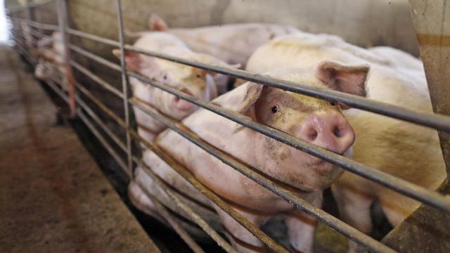 Porcs en una granja de Cornellà del Terri (Pla de l’Estany). | ANIOL RESCLOSA