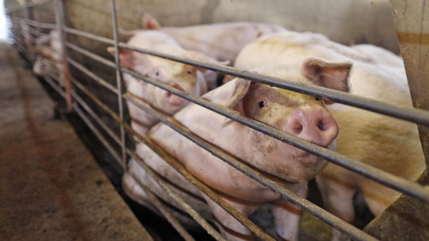 Els ramaders calculen pèrdues de més de 900 milions per la pesta porcina