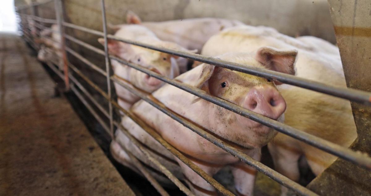 Els ramaders calculen pèrdues de més de 900 milions per la pesta porcina