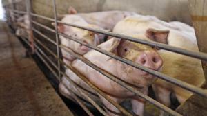 Els ramaders calculen pèrdues de més de 900 milions per la pesta porcina