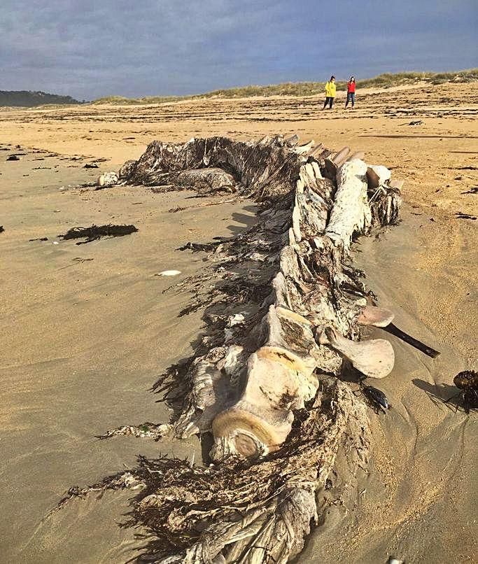 Los restos del esqueleto de ballena aparecidos en octubre en la playa de A Lanzada.