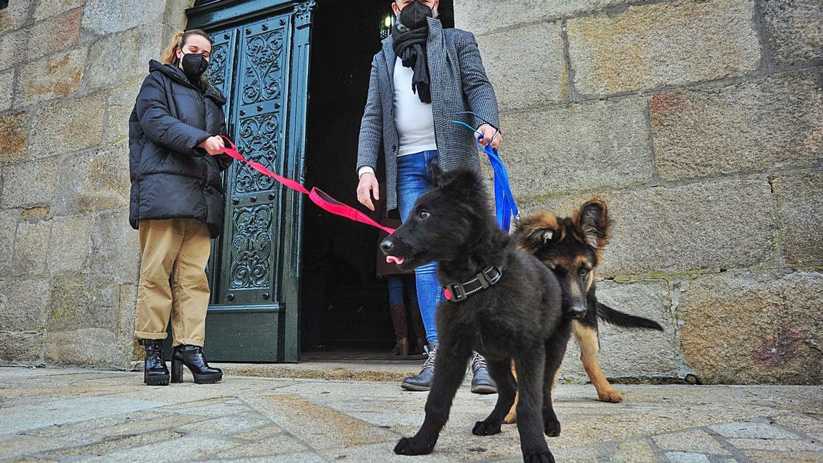 Dos cachorros de pastor alemán y belga, a las puertas de la iglesia parroquial de Cambados.   | // I.A.