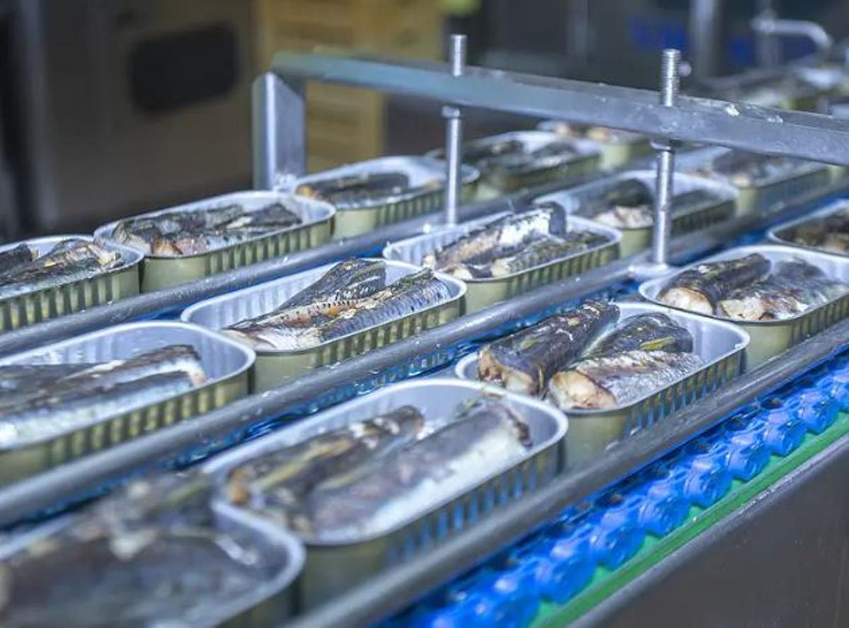 Línea de envasado de sardinas en una planta marroquí
