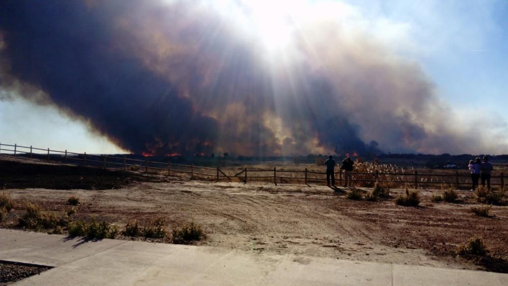 Incendio forestal en el Marjal dels Moros en Sagunt