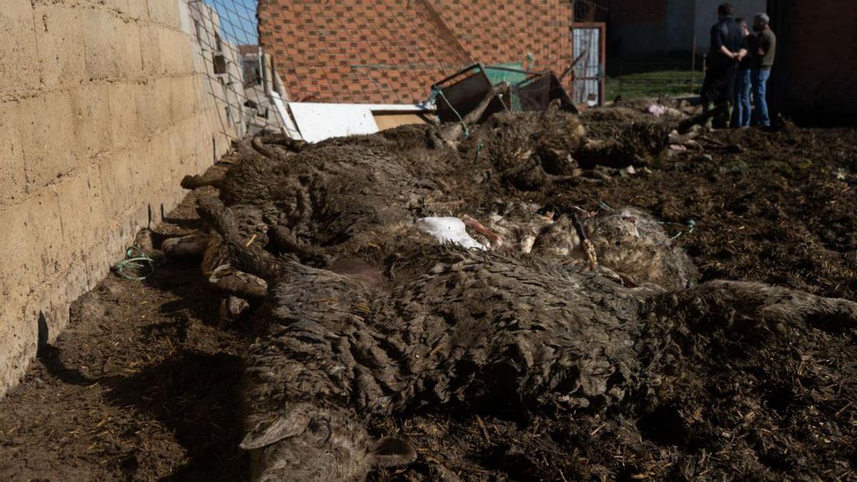 Ovejas muertas en un ataque anterior de los lobos en una explotación de Revellinos