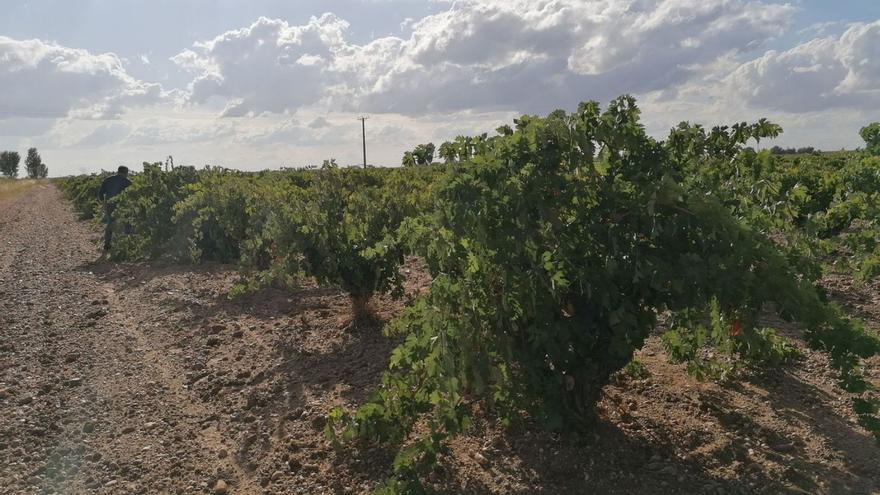 Parcela cultivada con viñedos en Morales de Toro listos para su recolección en la campaña de vendimia. | M. J. C.