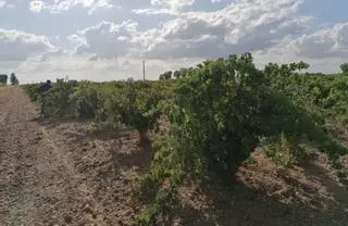 Los precios de la uva ponen en riesgo la rentabilidad de los viticultores de Toro