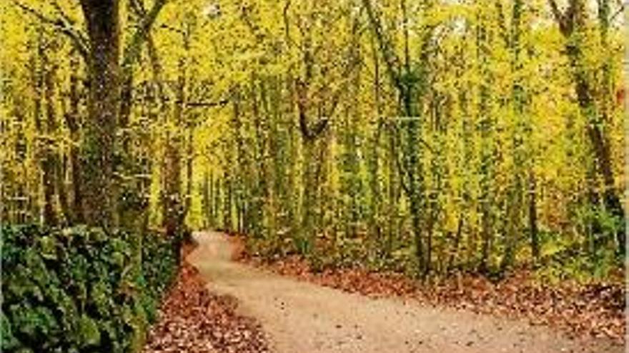 La Fageda d&#039;en Jordà.