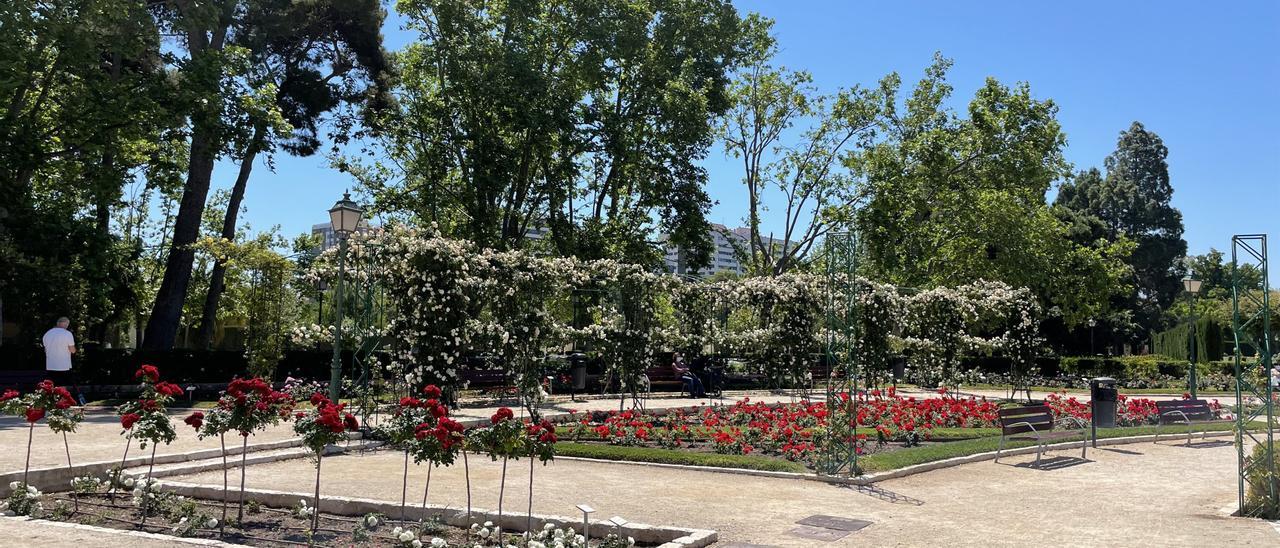 Rosaleda en los jardines de Viveros, en València.