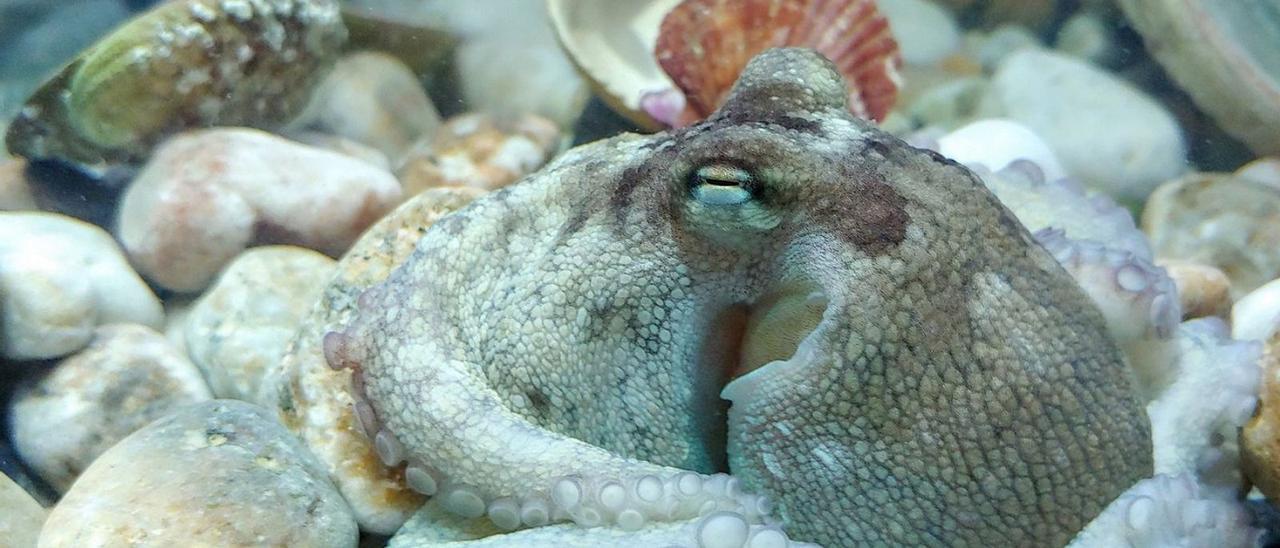 Uno de los primeros ejemplares de pulpo criado de Nueva Pescanova. |   // FDV