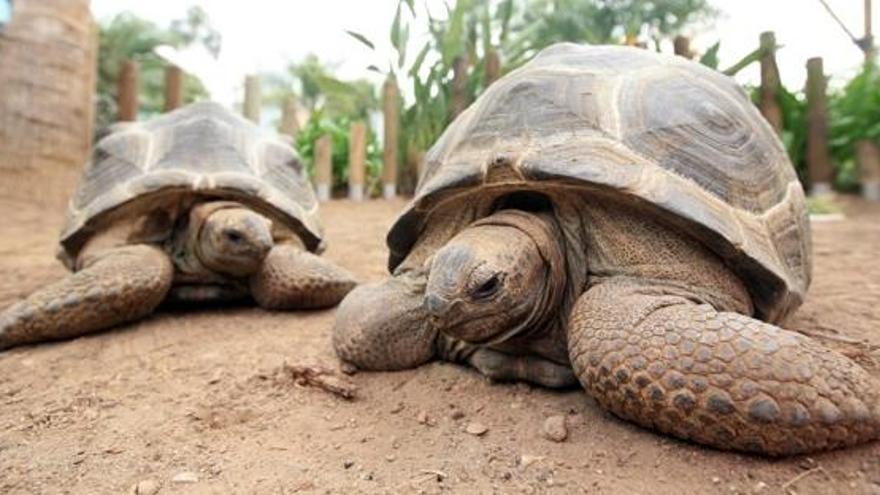 Las dos tortugas terrestres gigantes.