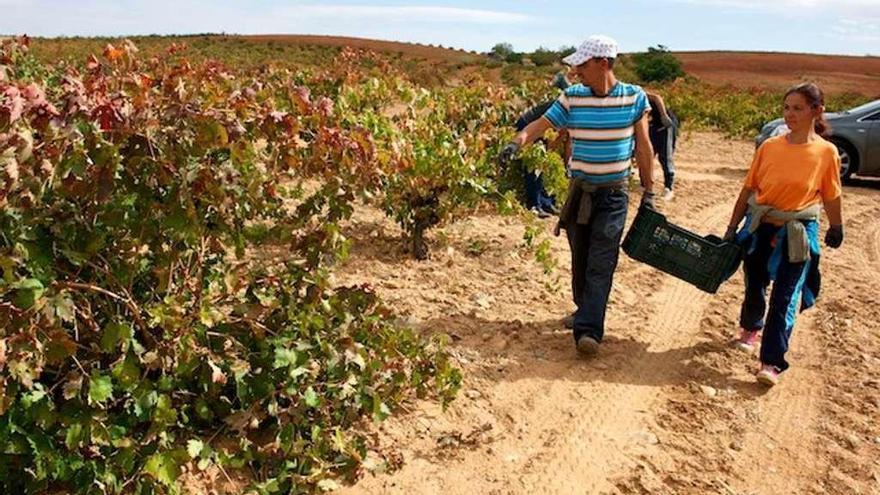 Vendimiadores recolectan uvas en viñedos de Morales de Toro.