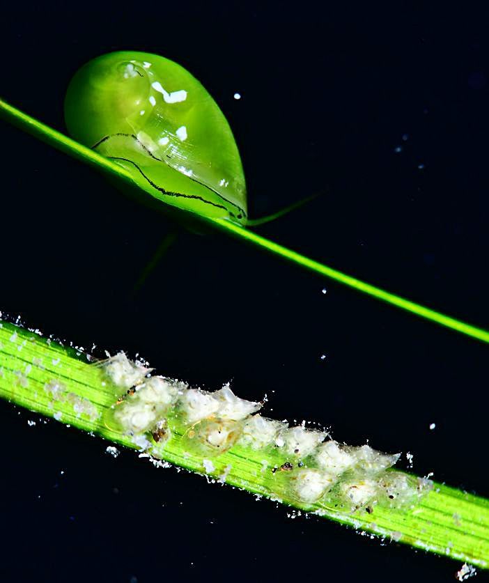 Detalle de un alga submarina con un caracol. | | M. GONZÁLEZ Y W. VEGA