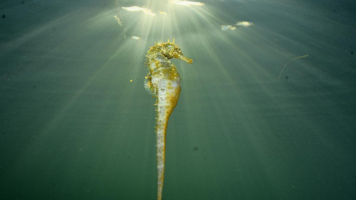 Un caballito, en el Mar Menor.