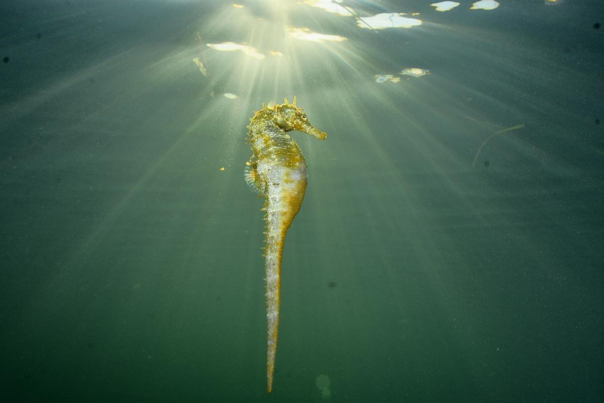 Un caballito, en el Mar Menor.