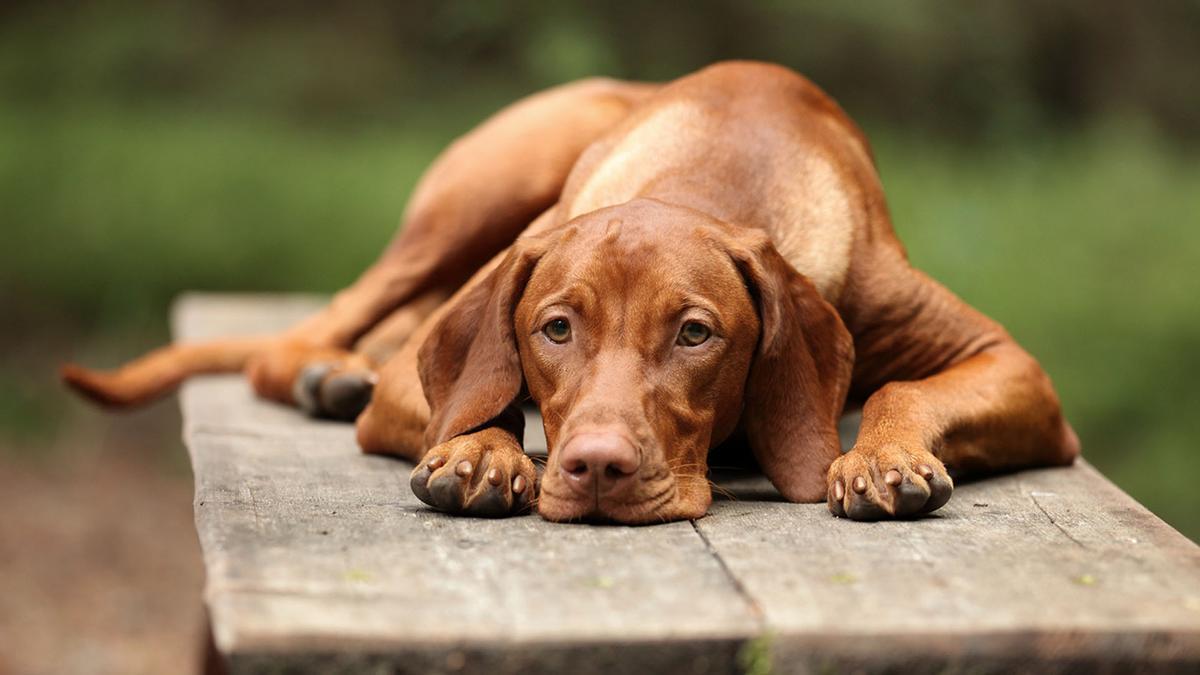 ¿Por qué mi perro vomita de color amarillo?