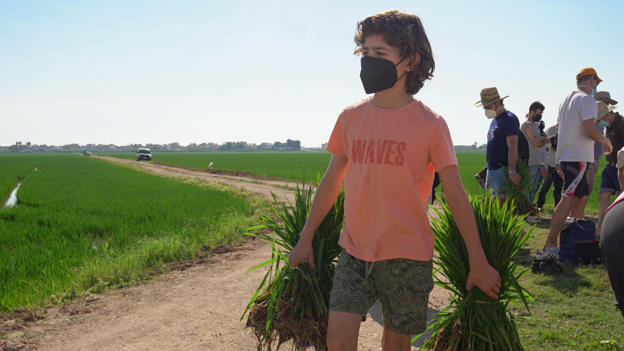 Turismo arrocero: así se puede conocer cómo se planta el arroz de l'Albufera