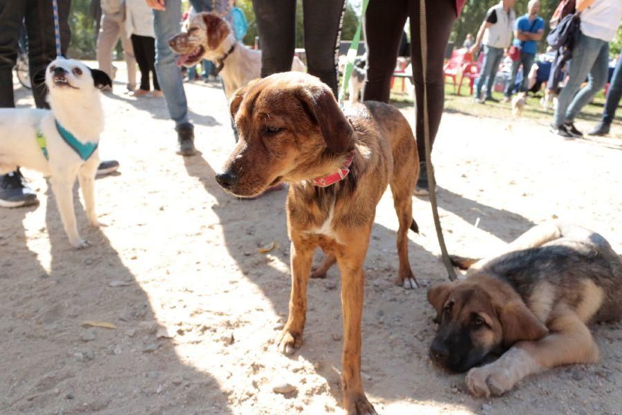 Concurso de perros en La Aldehuela