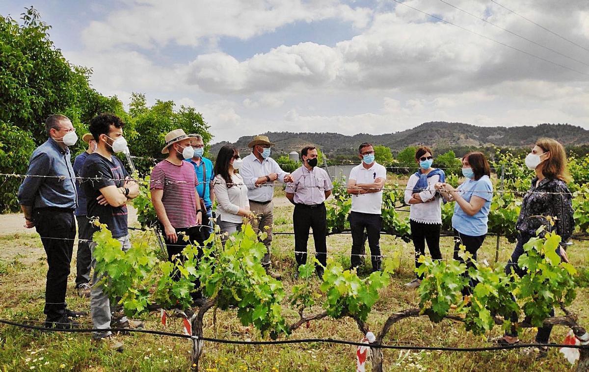 El director Imida visita Cehegín junto a representantes de los consejos reguladores. | CARM