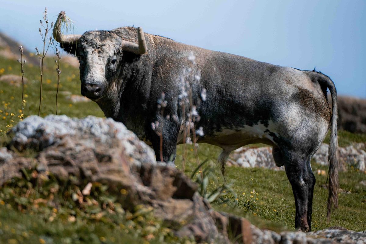 Los toros de La Quinta reseñados para su regreso a la Feria de Fallas