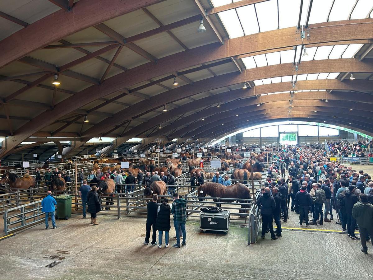 EN IMÁGENES: Concurso de Ganado Equino de la Montaña Asturiana en Pola de Siero EN IMÁGENES: Concurso de Ganado Equino de la Montaña Asturiana en Pola de Siero