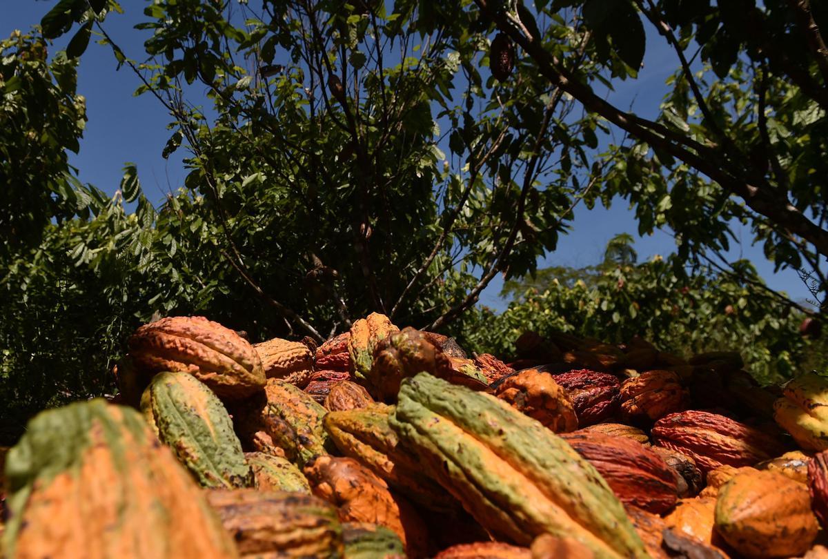 Desde hace diez años en Guerima, Colombia, los árboles de cacao reemplazan a los arbustos de coca en este departamento del tamaño de Guatemala, fronterizo con Venezuela. Está lejos de la bonanza que trajo el ingrediente principal de la cocaína, pero se ha convertido en una fuente estable de ingresos.