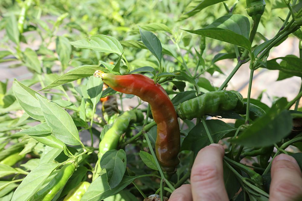 Detalle de un ‘penis chili’, una de las variedades de ají que usa Joan Tur para su ‘Dulce de guindilla Ibiza’.