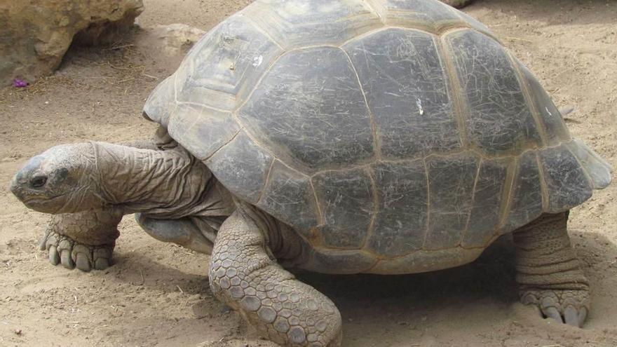 Las tortugas gigantes enseñan las claves del envejecimiento