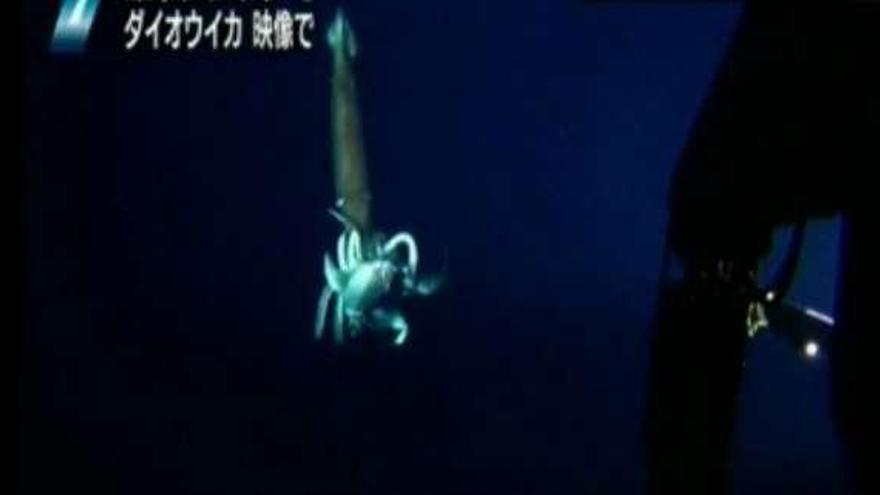 El calamar, a lo lejos, con su cebo.  // Discovery Channel, NHK