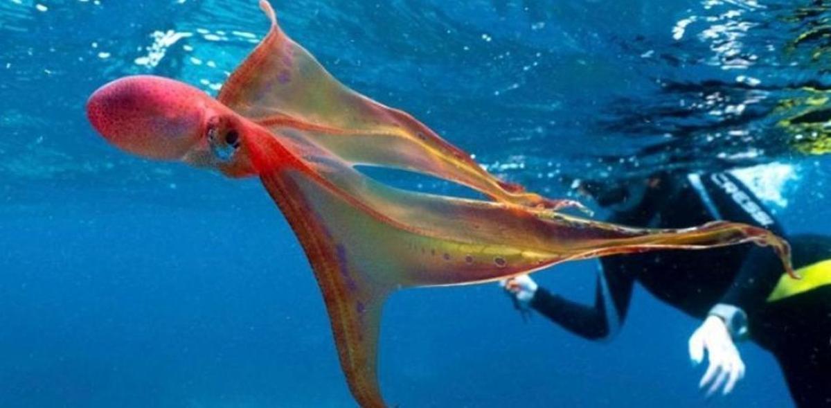 Un espécimen de pulpo manta, en una imagen de archivo