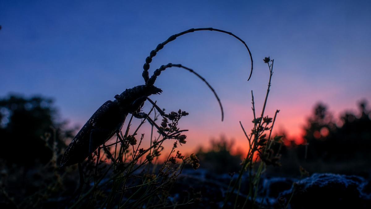 Un insecto al atardecer.
