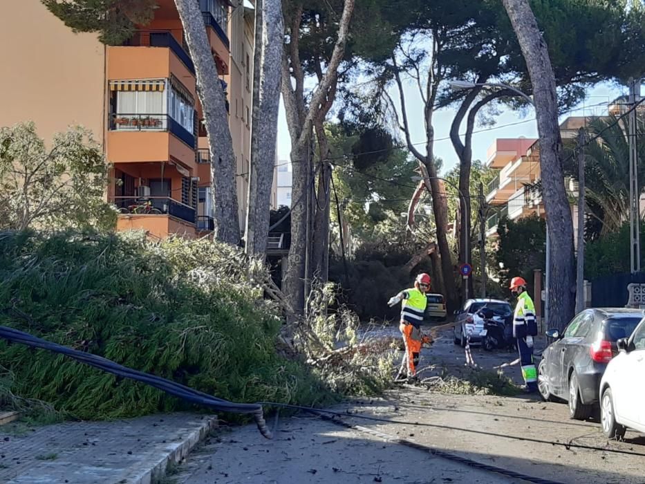 Diese Schäden hinterließ die Windhose auf Mallorca