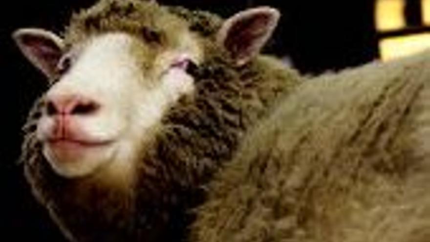 La oveja Dolly es sacrificada a los seis años de su nacimiento